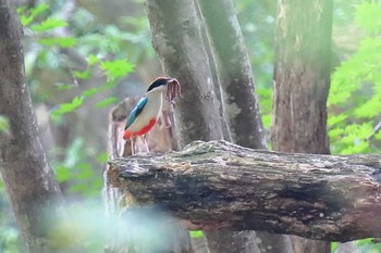 Fairy Pitta 滋賀県 Tue, 7/11/2017