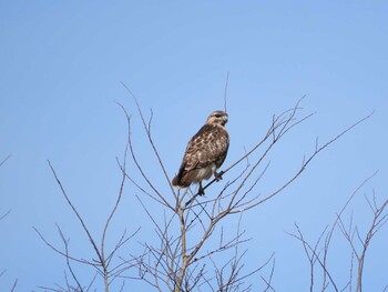 Eastern Buzzard 海蔵川 Sat, 2/12/2022