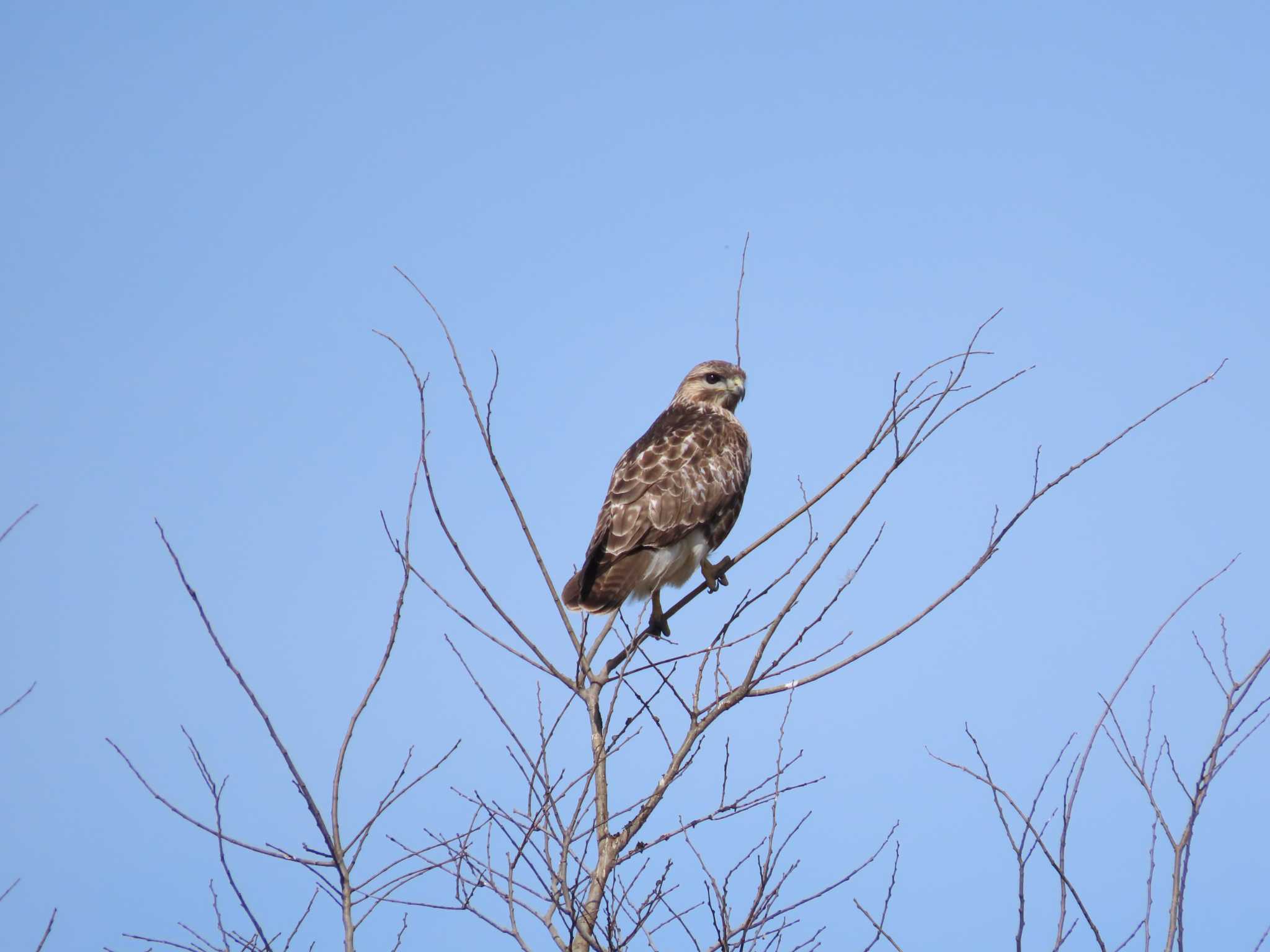 Eastern Buzzard