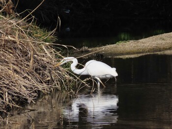 Great Egret 海蔵川 Sat, 2/12/2022