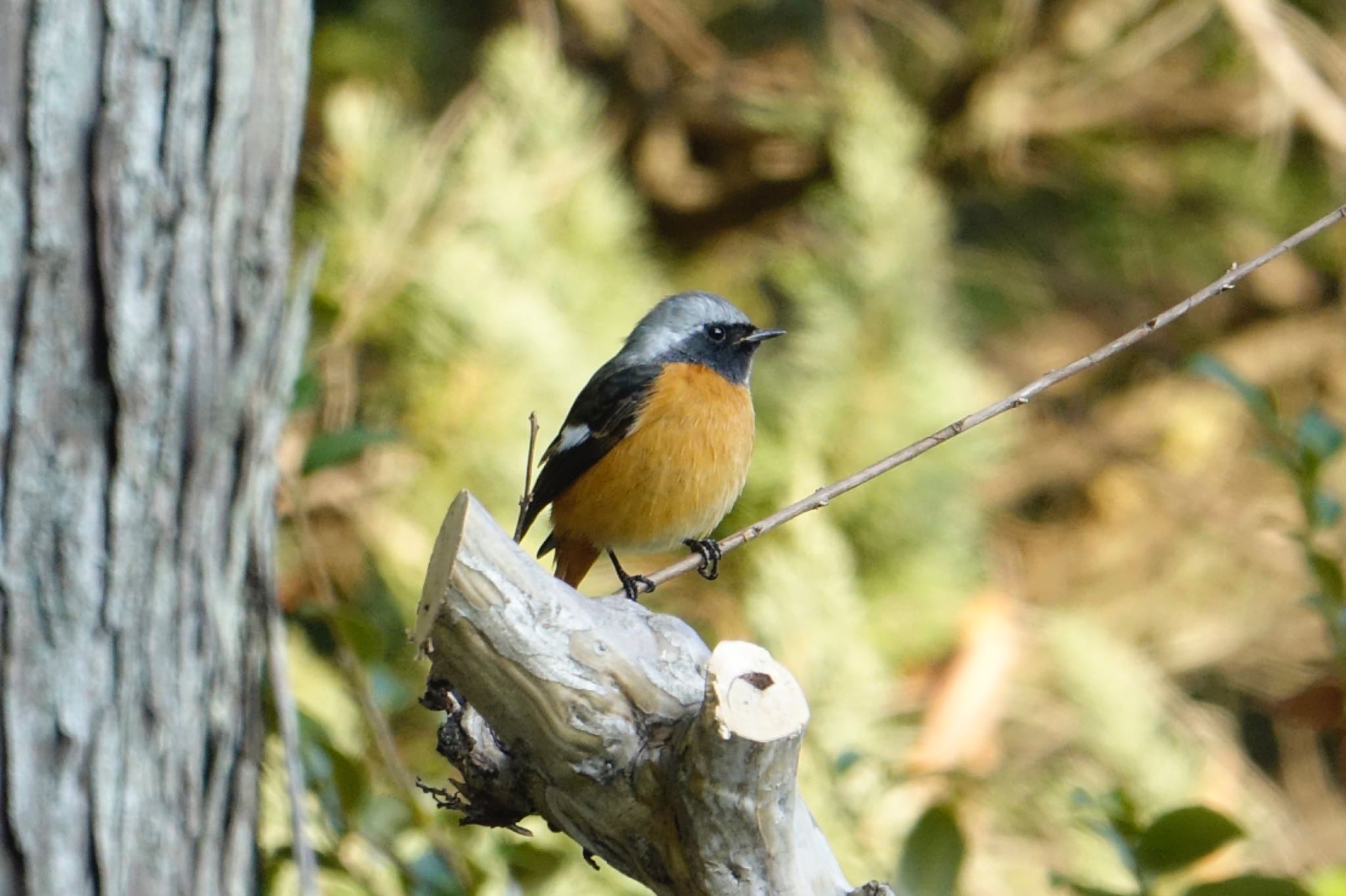 Daurian Redstart