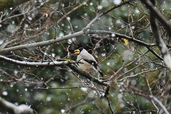 2021年12月31日(金) 京都御苑の野鳥観察記録
