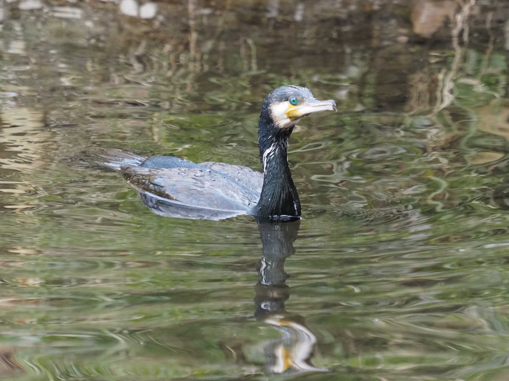 野川 カワウの写真 by monman53