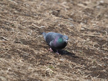 カワラバト 野川 2022年2月12日(土)