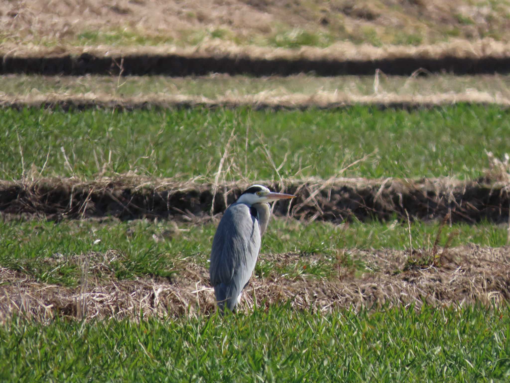 Grey Heron