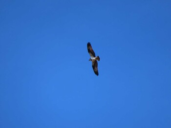 2022年2月12日(土) 保々溜池(四日市)の野鳥観察記録