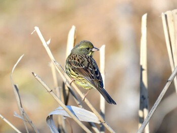 アオジ 舞岡公園 2021年12月19日(日)