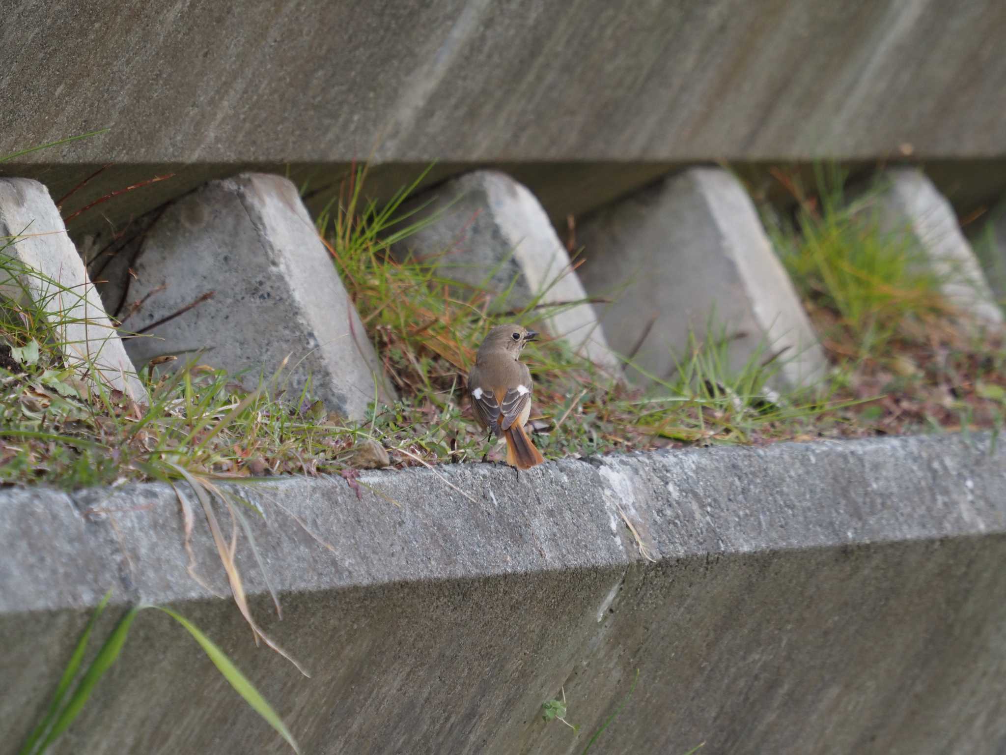 野川 ジョウビタキの写真 by monman53