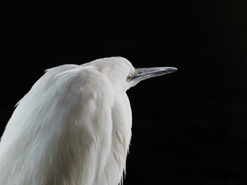 2022年2月12日(土) 野川の野鳥観察記録