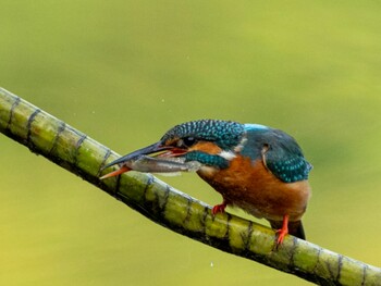 カワセミ シンガポール植物園 2022年2月12日(土)