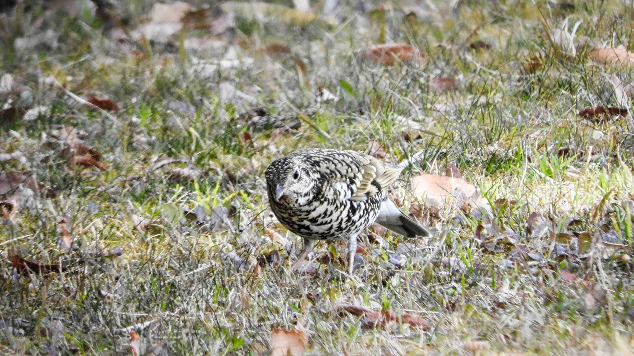 トラツグミ