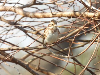 2022年2月12日(土) ふれあい松戸川の野鳥観察記録