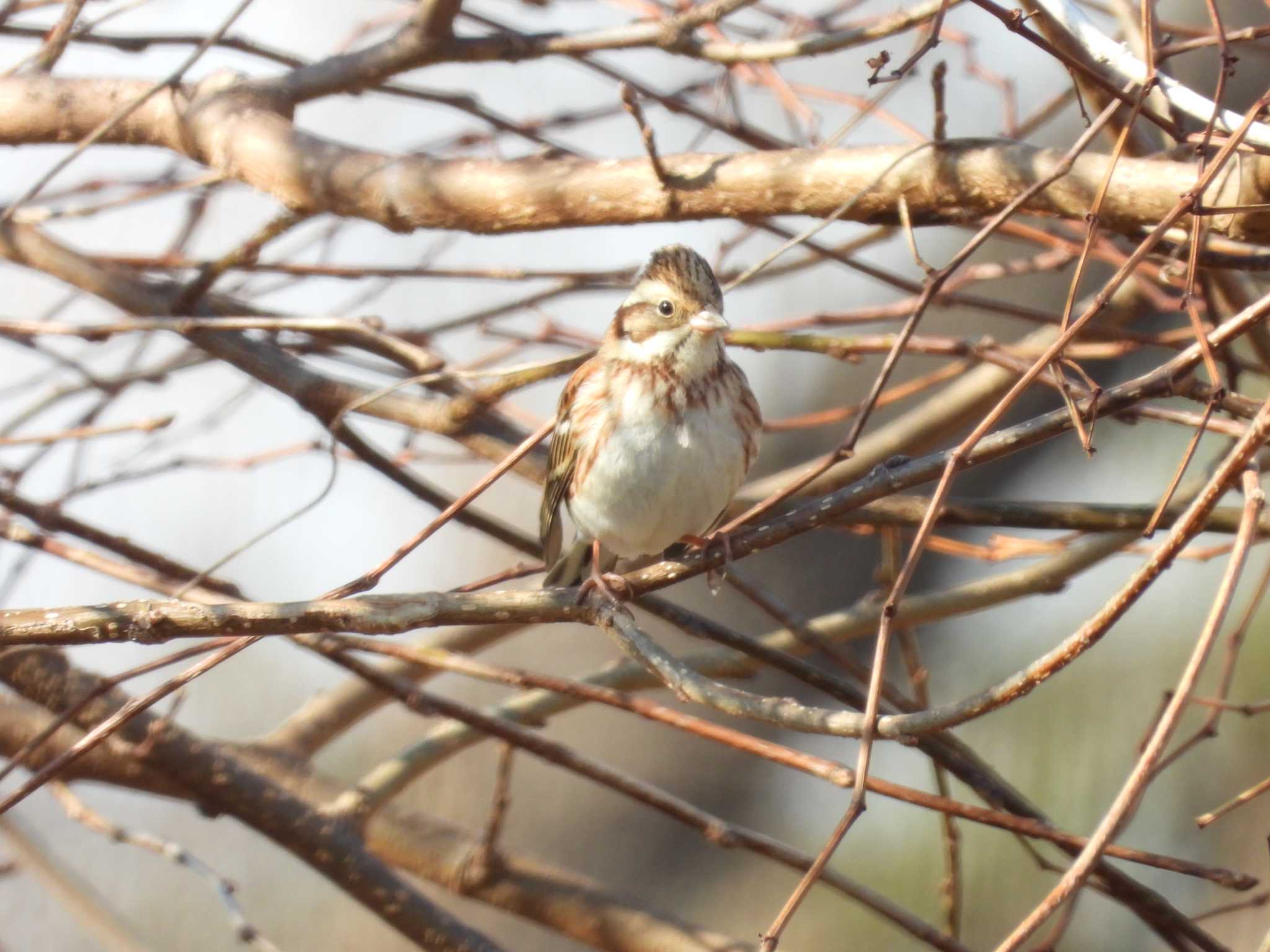 Rustic Bunting