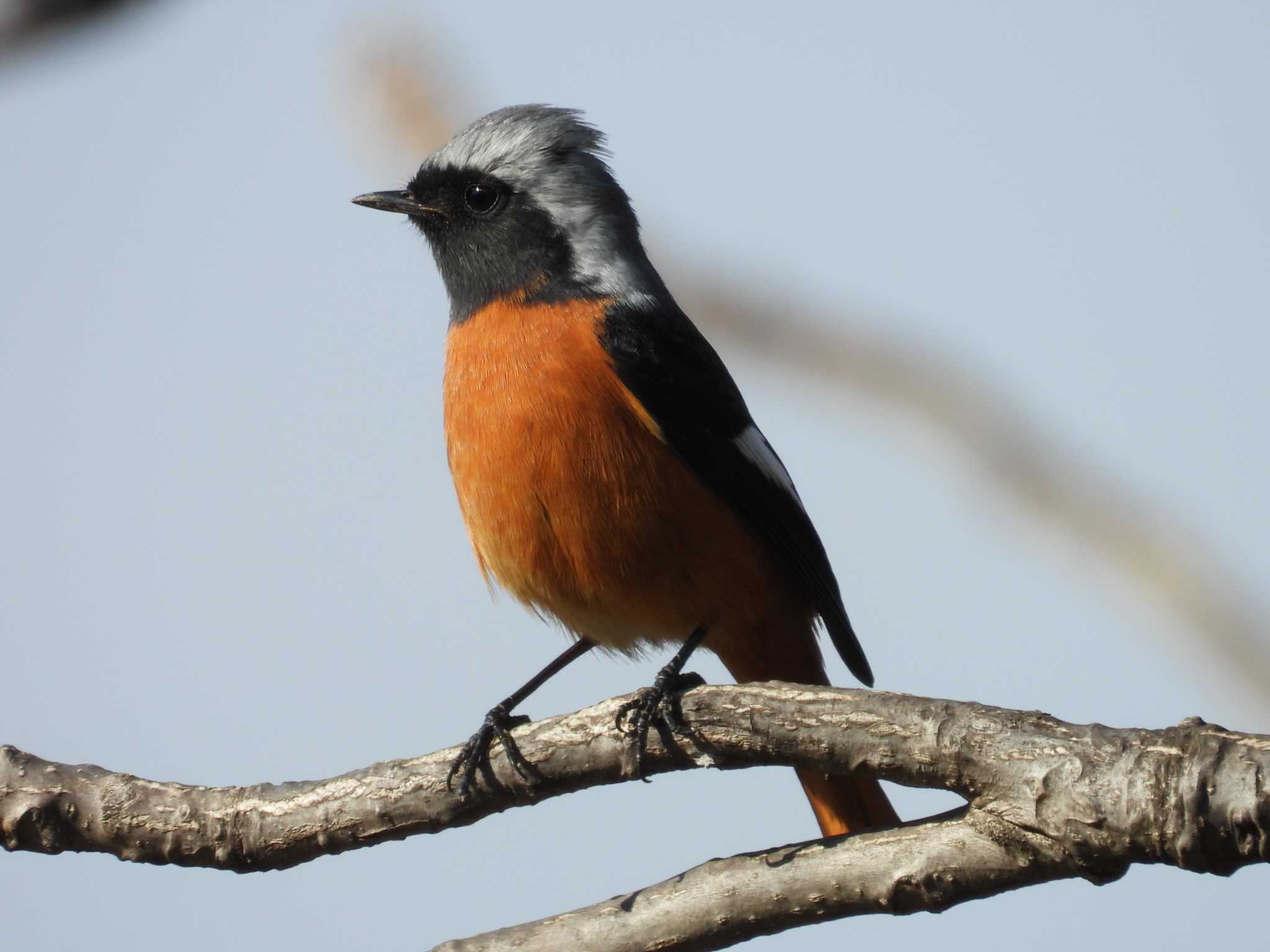 Daurian Redstart