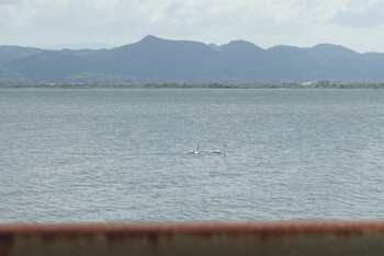 Mute Swan 宍道湖 Sun, 9/19/2021