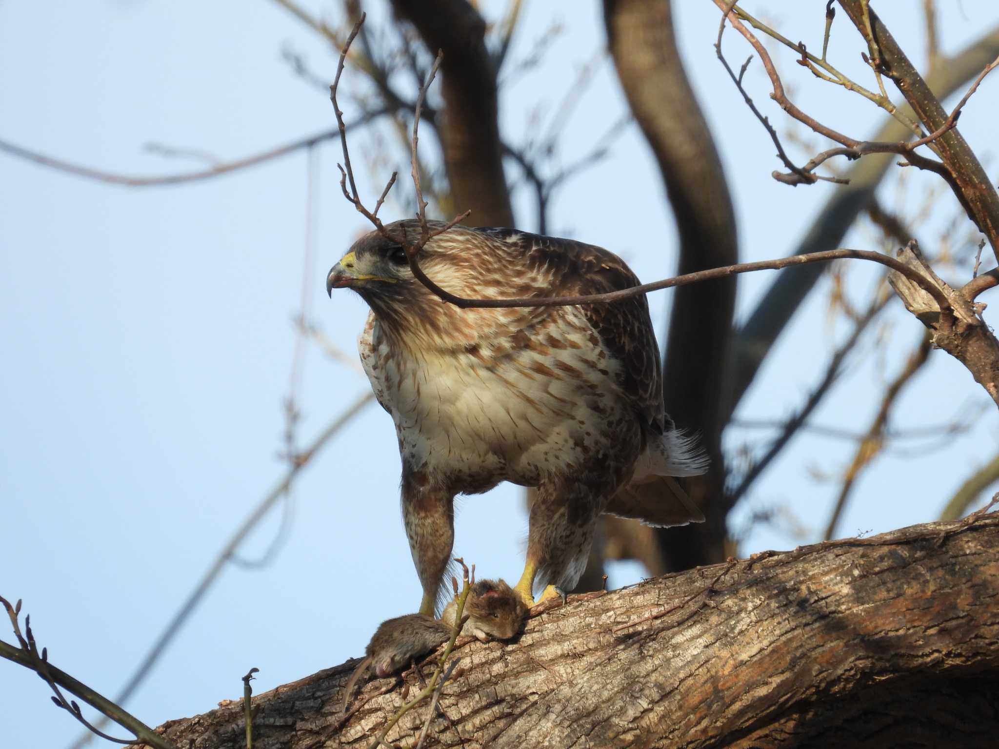 Eastern Buzzard