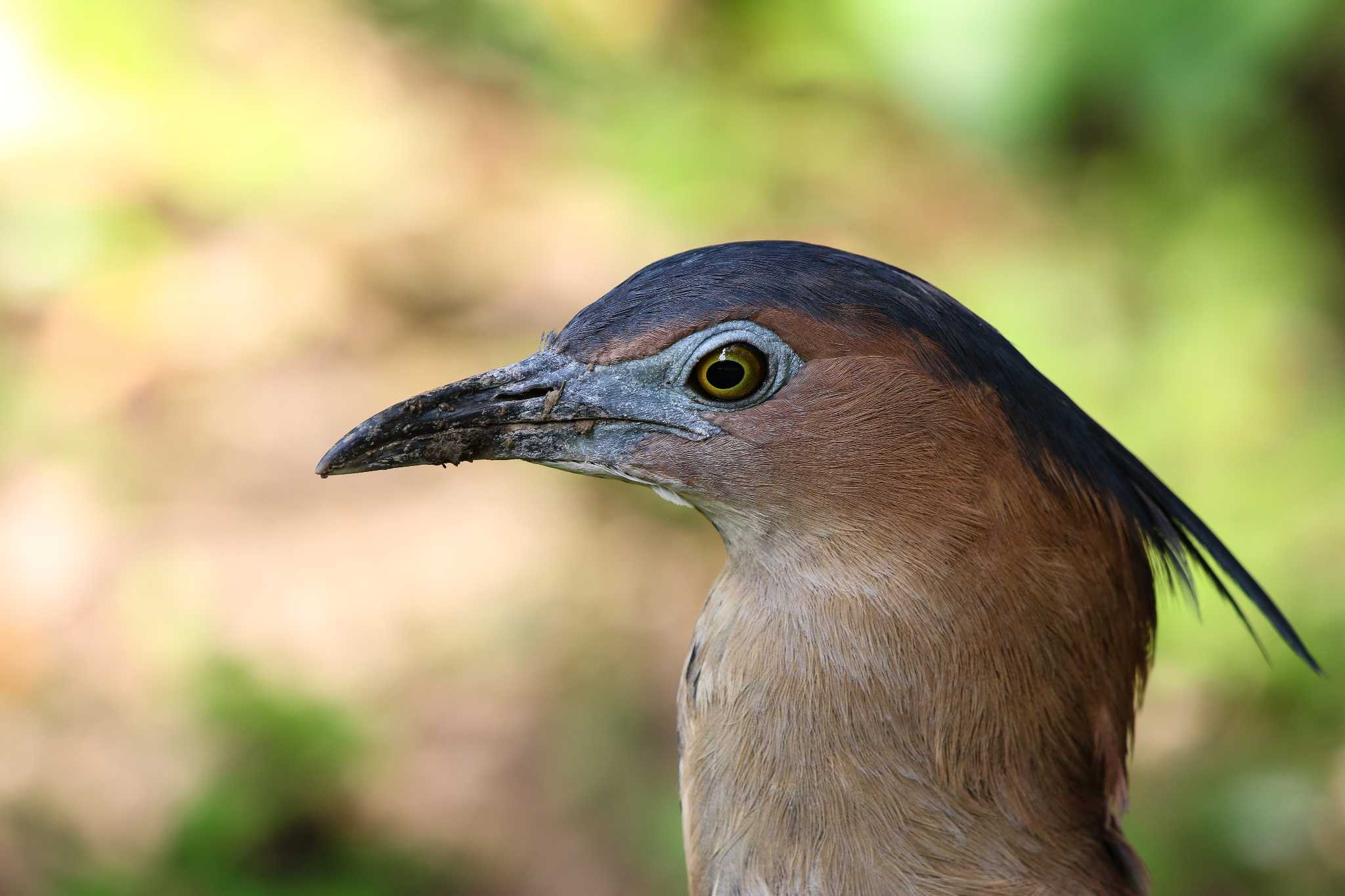 Photo of Malayan Night Heron at 台北植物園 by Trio