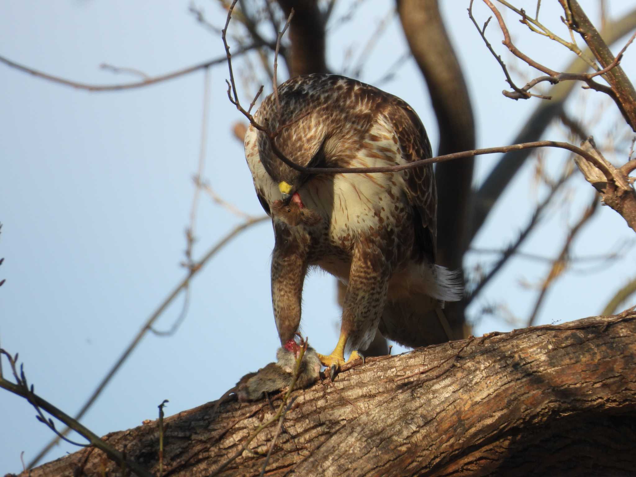 Eastern Buzzard