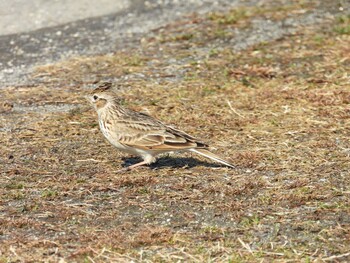 ヒバリ ふれあい松戸川 2022年2月12日(土)