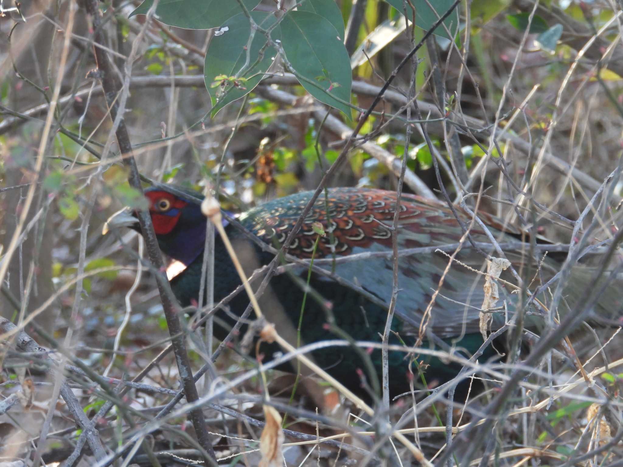 Green Pheasant