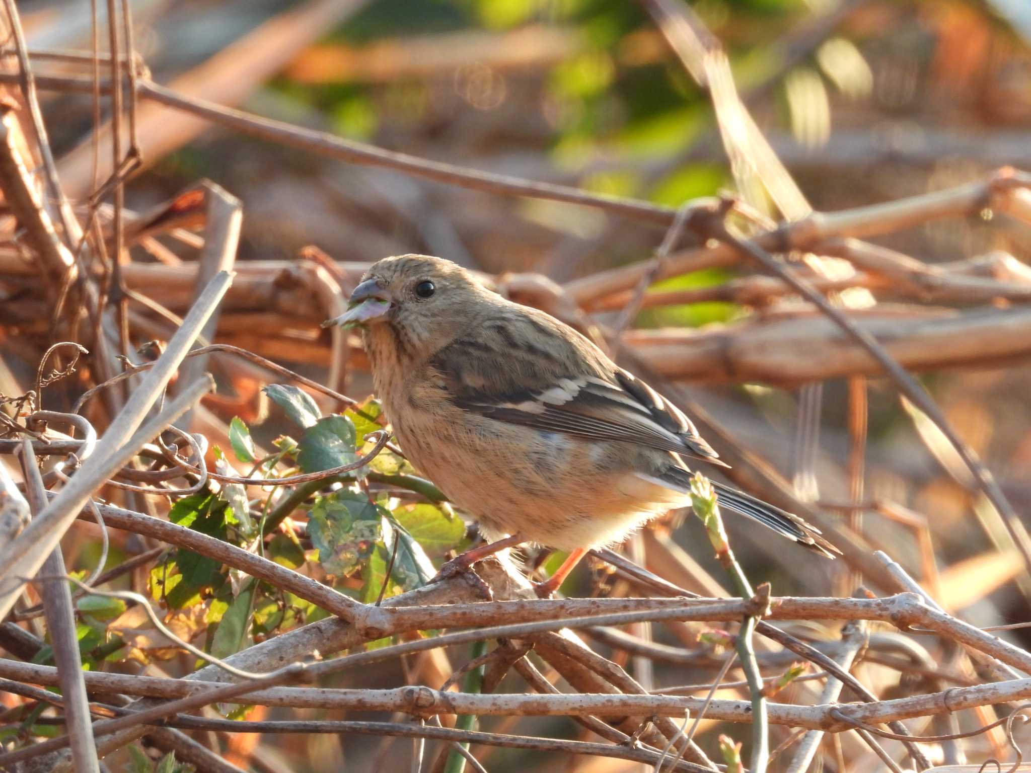 Siberian Long-tailed Rosefinch