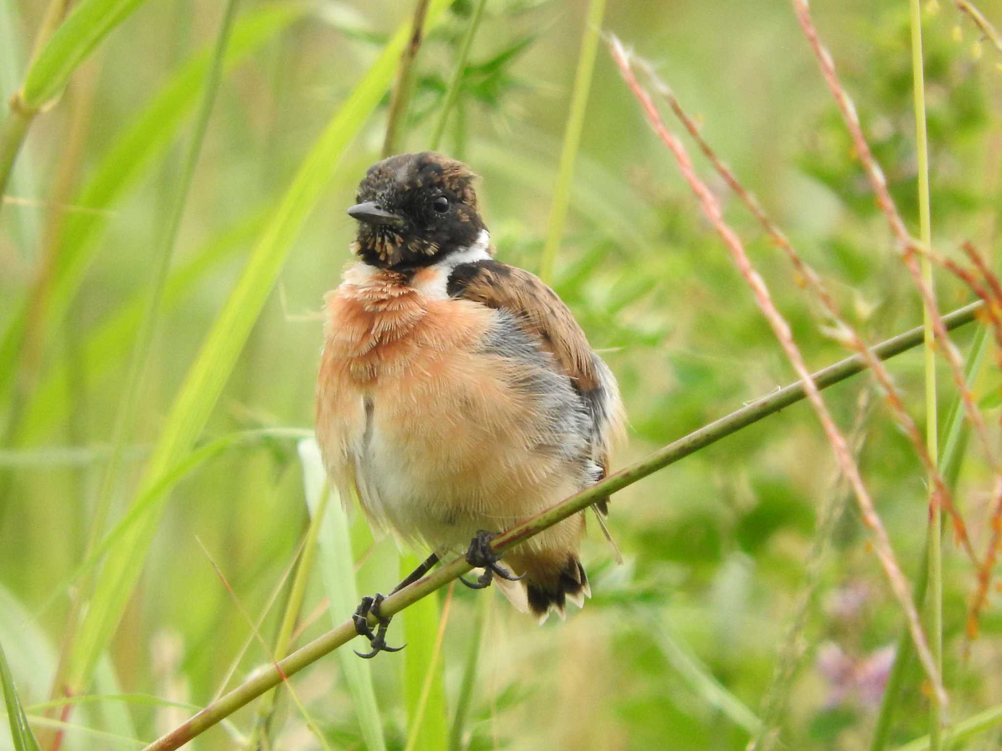 Amur Stonechat