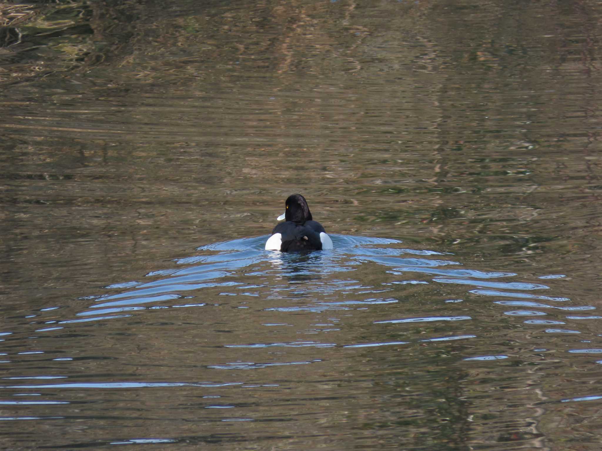 Tufted Duck