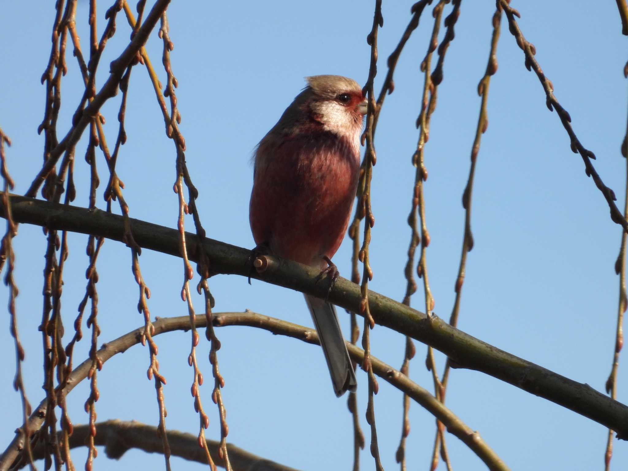 Siberian Long-tailed Rosefinch