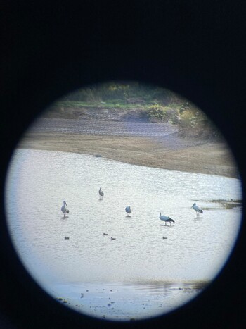 Oriental Stork 大池(加古川市) Tue, 11/23/2021