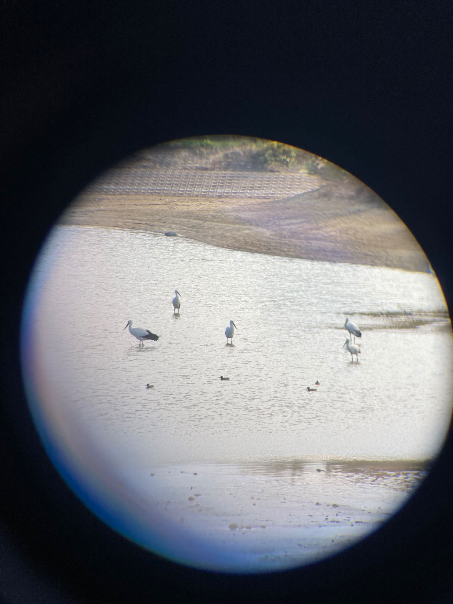 Photo of Oriental Stork at 大池(加古川市) by woze.