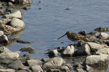 Common Snipe Gonushi Coast Sat, 2/5/2022