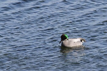 Falcated Duck Gonushi Coast Sat, 2/5/2022