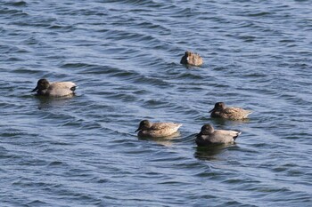 Gadwall Gonushi Coast Sat, 2/5/2022