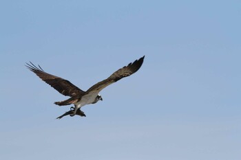 Osprey Gonushi Coast Sat, 2/12/2022