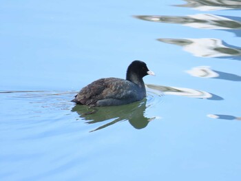 Eurasian Coot 海蔵川 Sat, 2/12/2022