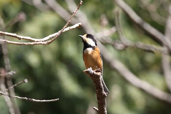 Varied Tit 松阪市森林公園 Sat, 2/12/2022