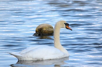 Mute Swan 遠賀川河口 Fri, 2/11/2022