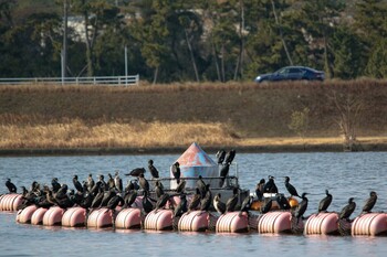 Japanese Cormorant 遠賀川河口 Fri, 2/11/2022