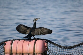 Japanese Cormorant 遠賀川河口 Fri, 2/11/2022