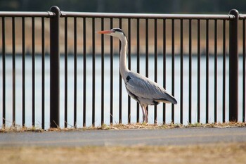 Grey Heron 遠賀川河口 Fri, 2/11/2022