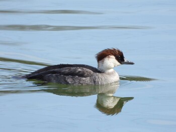 2021年2月12日(金) 服部緑地の野鳥観察記録