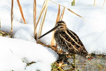 Common Snipe 近所の河川 Fri, 2/11/2022