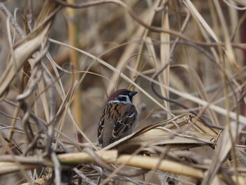 Eurasian Tree Sparrow 淀川河川公園 Tue, 2/8/2022