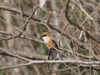 Bull-headed Shrike 淀川河川公園 Tue, 2/8/2022