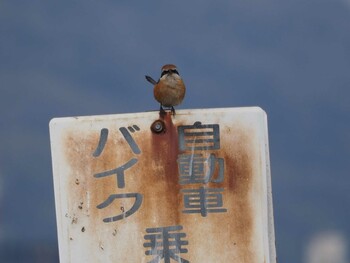 モズ 淀川河川公園 2022年2月8日(火)