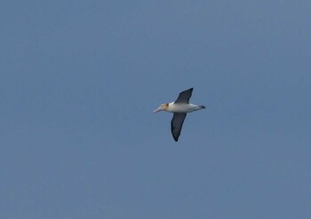 Short-tailed Albatross 八丈島航路 Sat, 2/12/2022