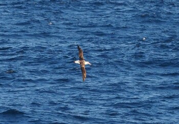 Laysan Albatross 八丈島航路 Sat, 2/12/2022