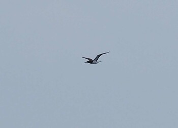 Brown Booby 八丈島航路 Sat, 2/12/2022