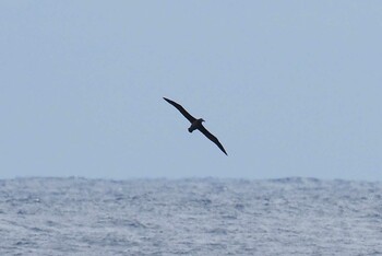 クロアシアホウドリ 八丈島航路 2022年2月12日(土)