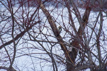 Great Spotted Woodpecker(japonicus) 福井緑地(札幌市西区) Sat, 2/12/2022